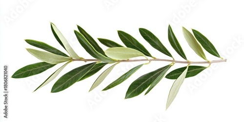 A single olive branch with leaves and a single olive fruit, isolated on a white background.