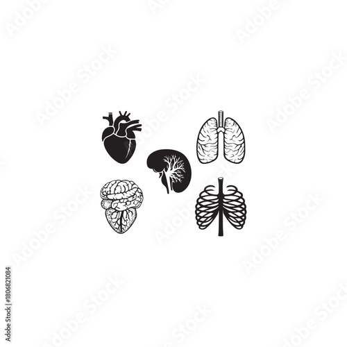 
Anatomical Human Organs Illustration Art Print: Heart, Lungs, Brain, Kidney, Ribcage