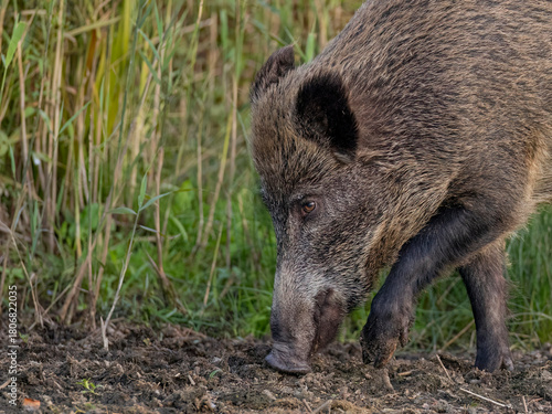 wild boar