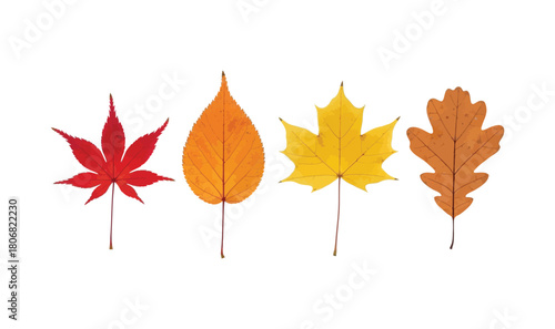 Red, yellow, and orange autumn maple leaves isolated against white background for a colorful fall season nature object