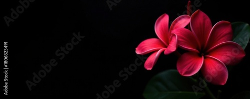 Vibrant red plumeria blossoms against a stark black backdrop , bloom, intense, image