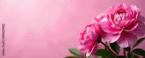 Pink peonies overflowing, rich color, pink backdrop, still life, romantic, summer