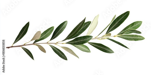 A single olive branch with leaves and a stem, isolated on a white background.