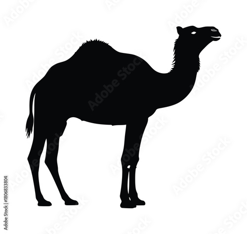 Camel silhouette vector illustration desert animal africa middle east eps
