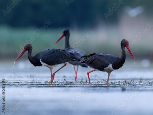 Fototapeta black stork