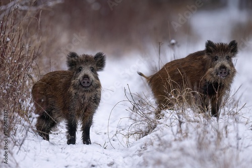 wild boar