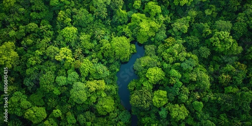 Fototapeta Naklejka Na Ścianę i Meble -  A lush green forest with a winding river running through it, viewed from above, with a clear blue sky above and a dense canopy of trees.