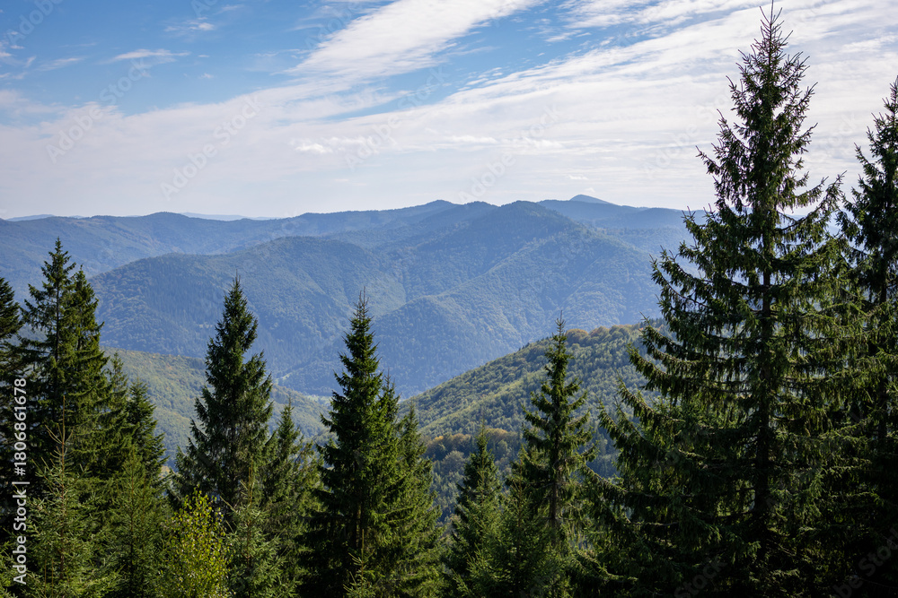 Fototapeta premium Panoramic mountain landscape with rolling forested ridges, tall fir trees in the foreground, and a bright blue sky with soft clouds; nature background for travel, adventure, outdoor projects zen.