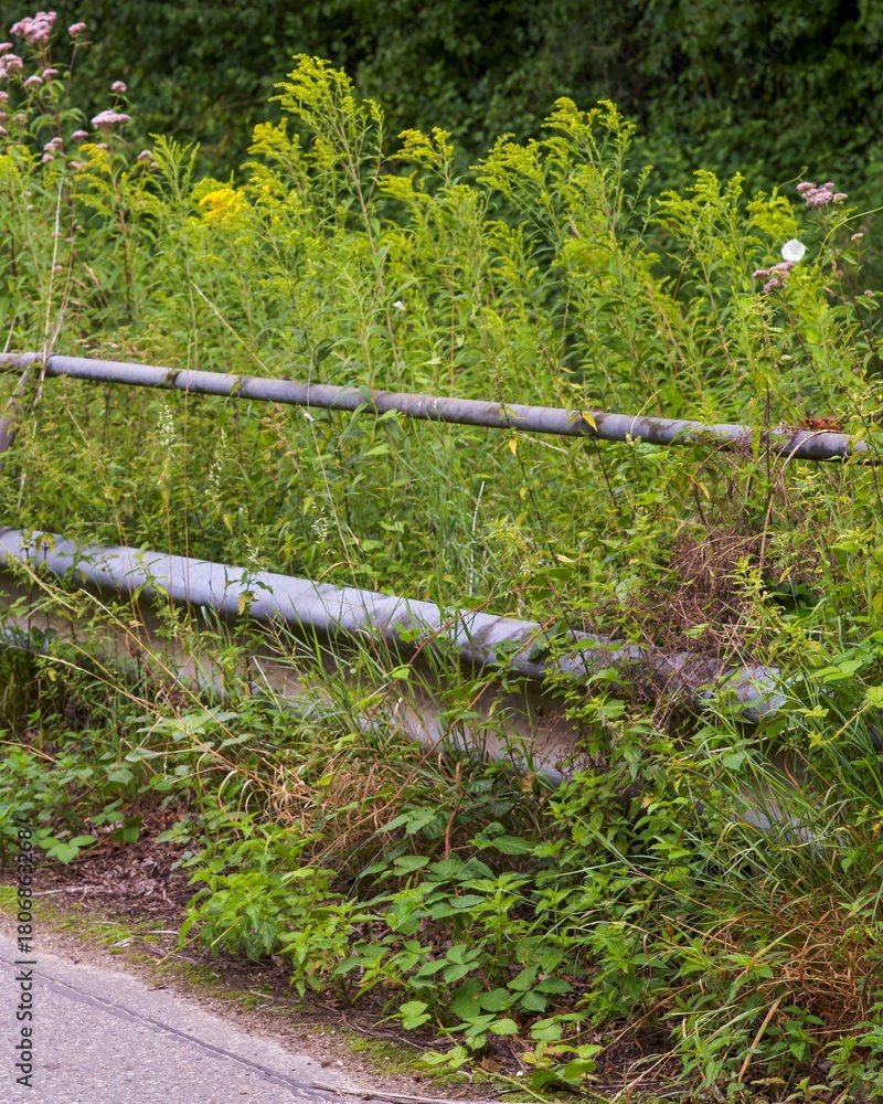 Fototapeta premium Wild plants growing by the roadside guard rail