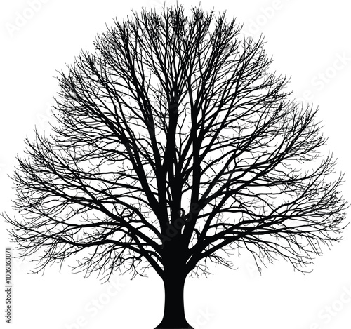 Black tree silhouette vector illustration isolated on white background eps