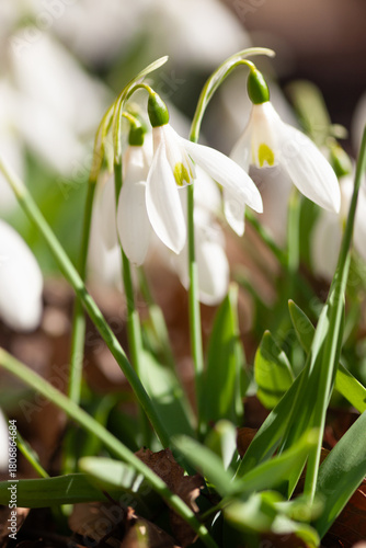 スノードロップ