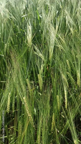 beautiful green wheat rye ears at meadow at sunny day. close up