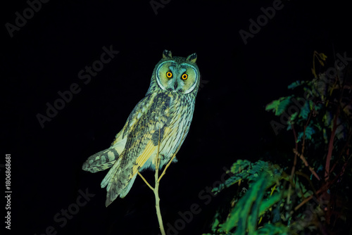 Long-eared owl is perched on a tree branch in the dark.