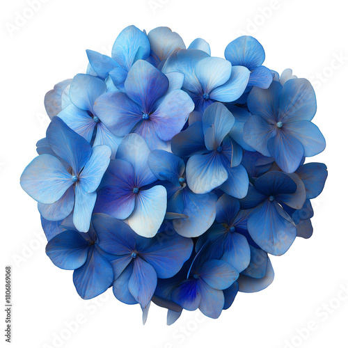 blue hydrangea flower