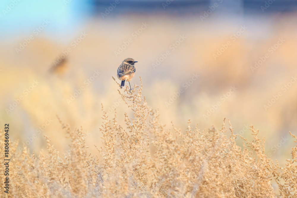 Obraz premium European Stonechat perched on a dry grassy field.