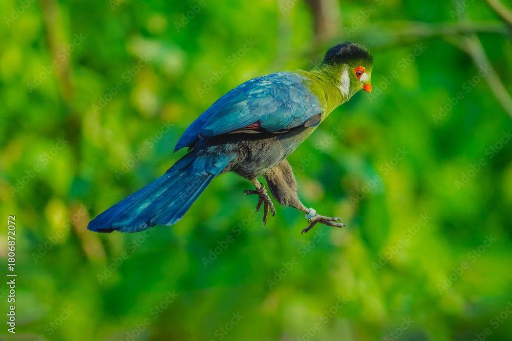 Fototapeta premium v