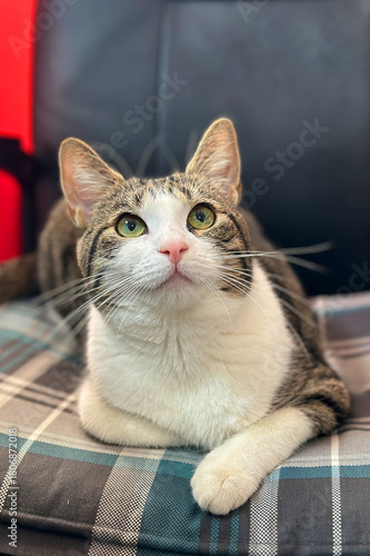 Homeless or lost cat is in vet clinic or animal shelter. Cat at animal shelter.