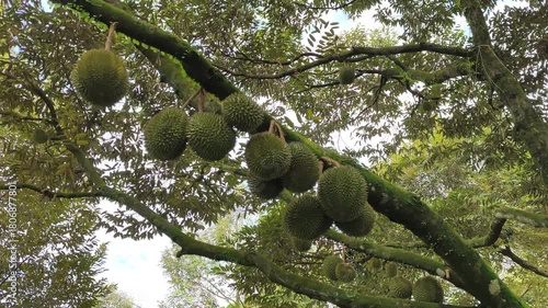The scene captures a flourishing durian orchard. The fruit-laden trees are planted with ample, organized spacing. 