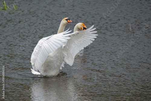 Fototapeta Naklejka Na Ścianę i Meble -  Two mute swans with outstretched wings on a calm lake