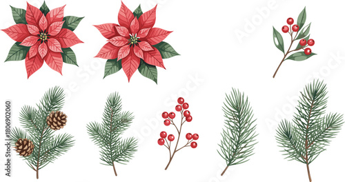 Set of Hand Drawn Christmas Poinsettia and Pine Branch Botanical Vector Illustration