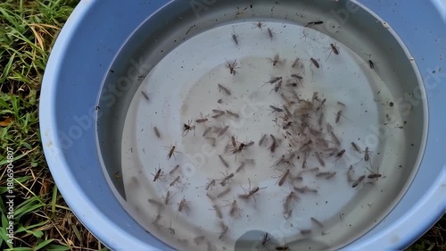 Many small insects in a shallow blue plastic basin of water
