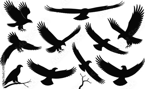 Bird of prey silhouette illustration set, eagle and hawk poses, flying and perched icons, wildlife graphic, nature symbol design