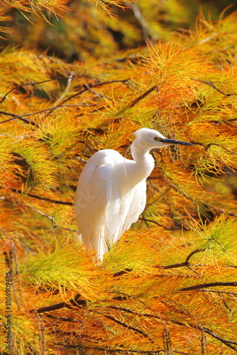 ラクウショウの紅葉とコサギ