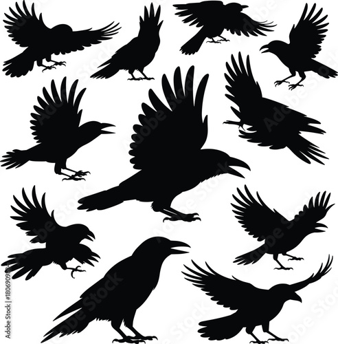 Crow silhouette illustration set, flying and perched poses, bird motion icons, avian graphic, nature symbol, winged shape design