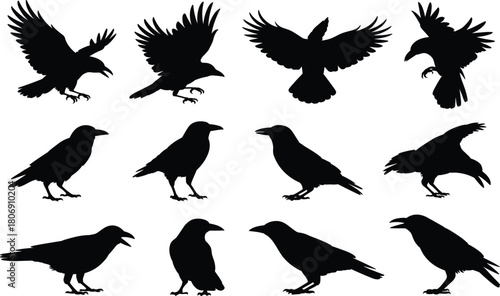 Crow silhouette illustration set, flying and walking poses, bird icon collection, nature graphic, wildlife symbol, dark feather design