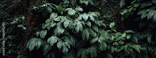 Lush green foliage, dark and dense