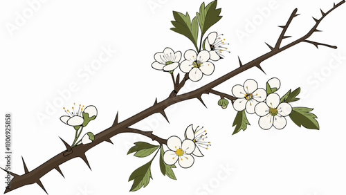 Hawthorn branch with white flowers vector illustration for botanical design and spring nature themes design 100
