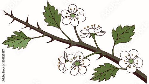 Hawthorn branch with white flowers and green leaves botanical illustration spring blossom floral art