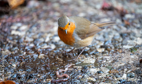 Rotkehlchen auf Futtersuche