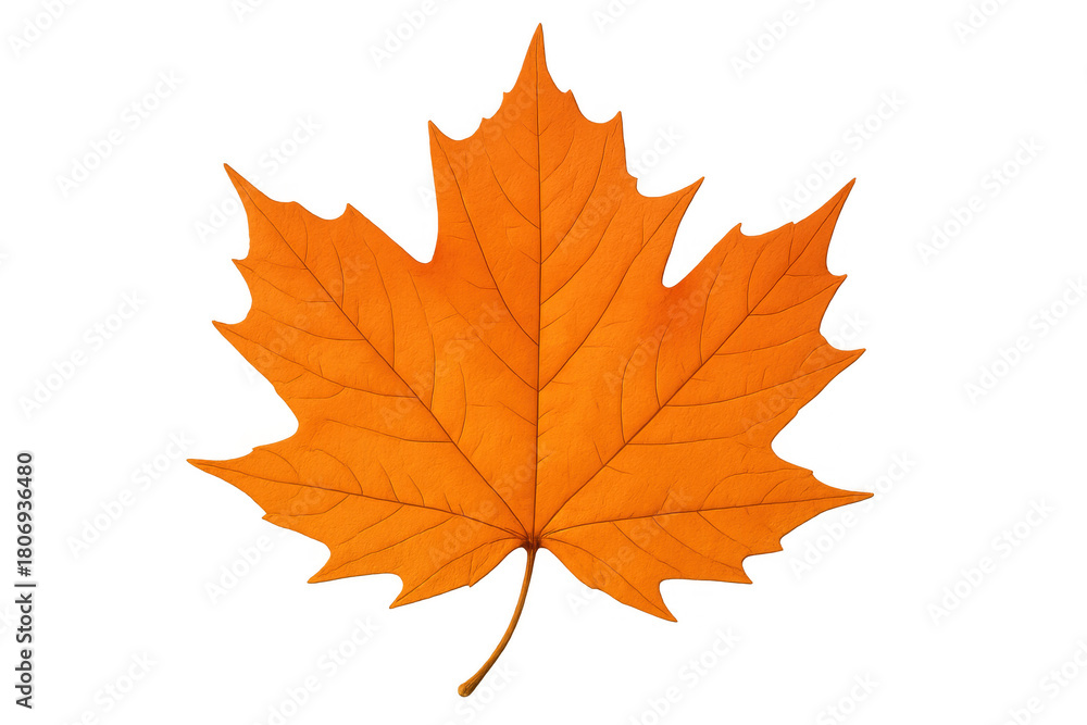 Fototapeta premium Orange maple leaf displaying vibrant autumn color, symbolizing seasonal change and nature on a transparent background
