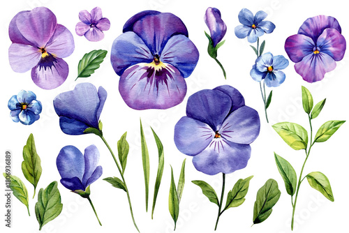 Purple pansies and blue wildflowers with green leaves and botanical stems for Watercolor spring floral design elements set
