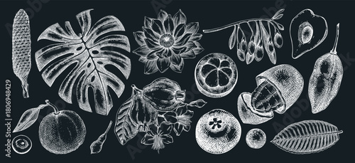 Tropical flower sketches set. Exotic fruits, berries, and palm leaves hand drawn vector illustration. Not AI generated 