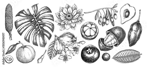 Tropical flower sketches set. Exotic fruits, berries, and palm leaves hand drawn vector illustration. Not AI generated 
