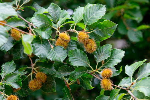 Rotbuche (Fagus sylvatica) Samenkapseln