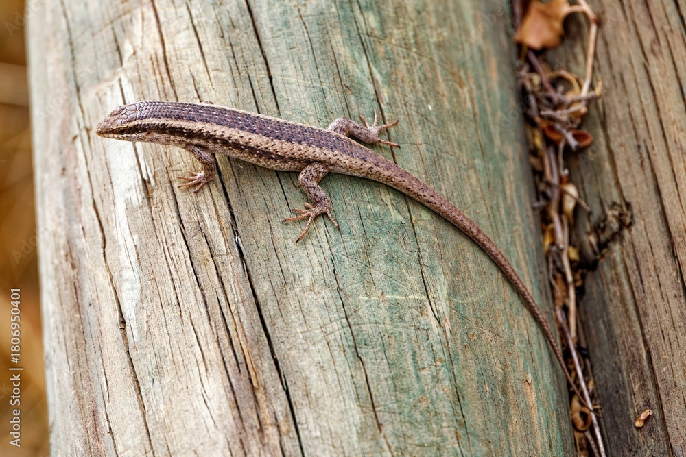 Naklejka premium Streifenskink