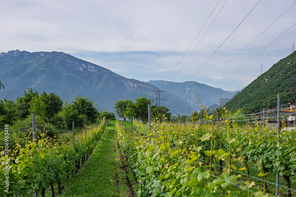 Fototapeta premium Grape fields around the city of Trento, Italy.