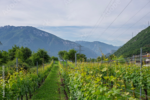 Grape fields around the city of Trento, Italy.