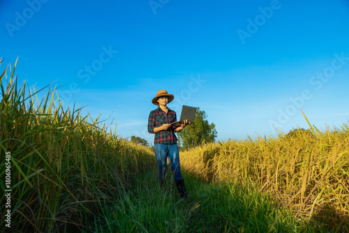 Asian woman farmer standing in yellow paddy rice field, using the research on laptop computer in organic rice field. Smart farming
