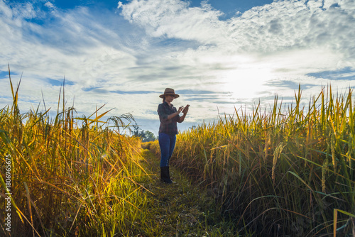 Asian woman farmer standing in yellow paddy rice field, using the research on smart phone in organic rice field. Smart farming
