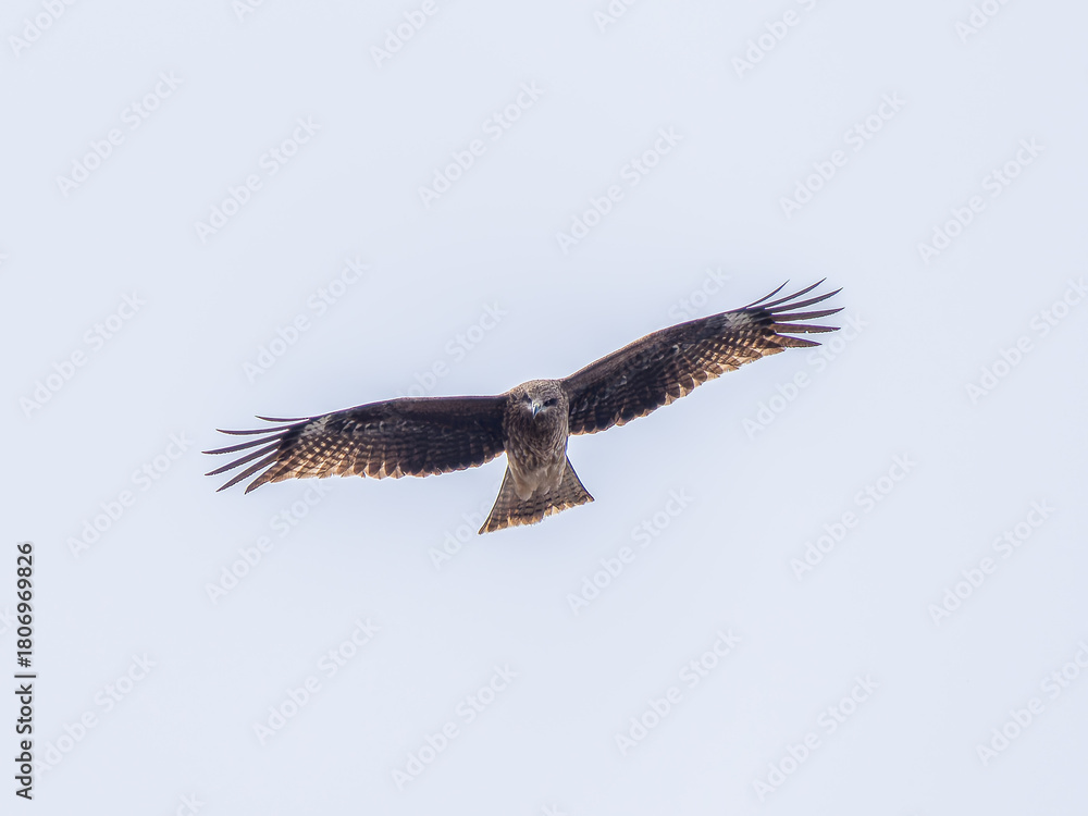Obraz premium 空を飛ぶトビ