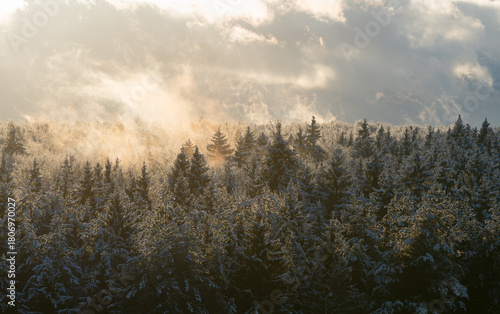 Snow-covered hazy mysterious fairy-tale spruce forest horizon in winter. High-angle view landscape. Warm sunlight shines through the fog and falls on the fir trees tops