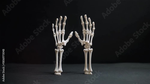 Two Anatomical Skeleton Hands Standing Upright Against Black Background Keywords: skeleton, hands, arms, bones, anatomy, human anatomy, skeletal, skeletal system, standing, upright, pair, two