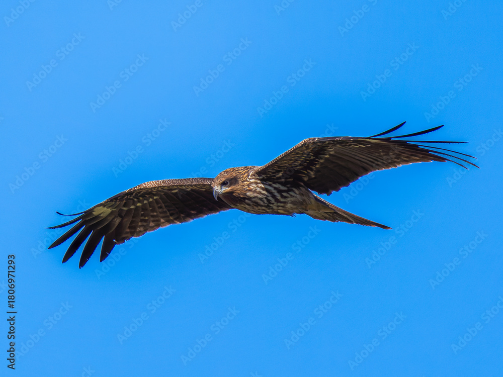 Obraz premium 空を飛ぶトビ