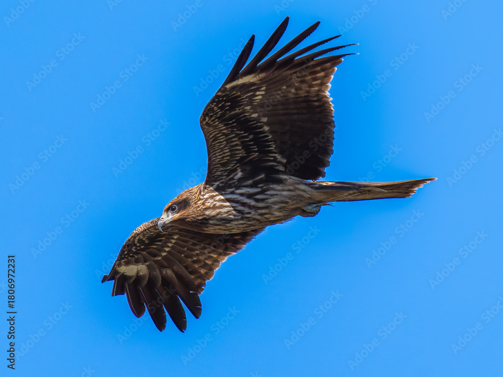 Obraz premium 空を飛ぶトビ