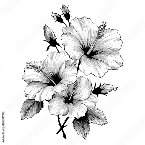 Black and white hibiscus flowers with buds