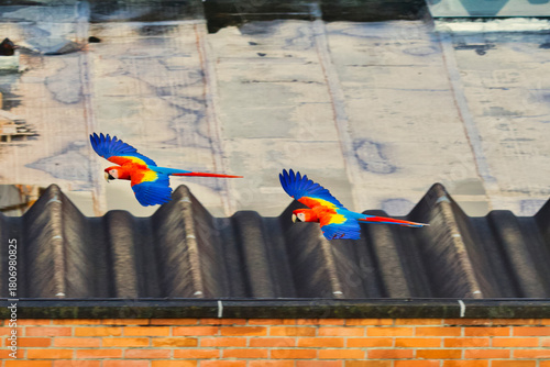 Side view of 2 scarlet macaw birds flying above a rooftop in the city of Medellin.